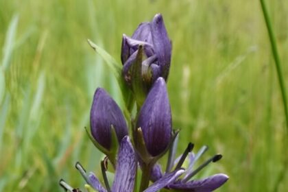 ayurvedic-herb-know-its-benefits (1)