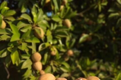 benefits-of-eating-chiku (2)