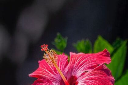 What will happen if you eat hibiscus flower on an empty stomach in the morning?