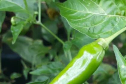 green-chillies-for-long-time-in-hind (2)