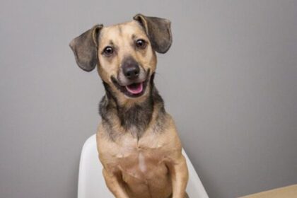 food-items-you-should-avoid-feeding-a-dog (1)