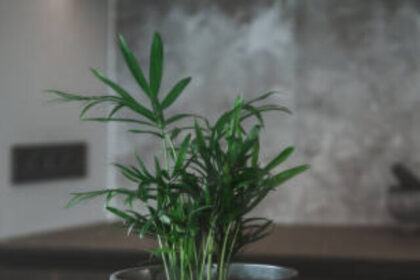 indoor-plants-with-powerful-health-benefits (1)
