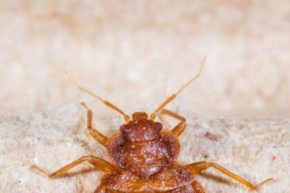best-natural-ways-to-repel-bed-bugs-from-home (1)