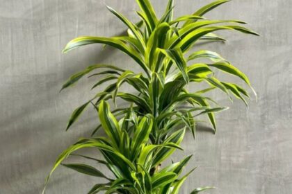 plants-that-enhance-indoor-air-quality-day-and-night (1)