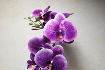 blooming-beauties (4)