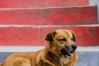 dogs-cry-in-the-middle-of-the-night (2)