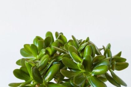 winter-ready-plants (5)