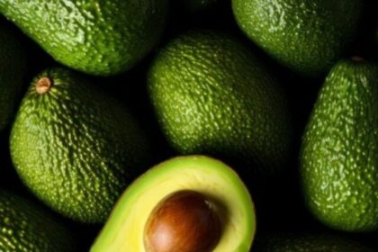 Avocado