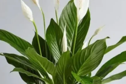 Indore-Plant-in-Summer-1