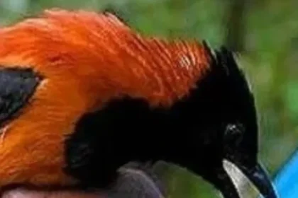 Most-poisonous-Bird-of-the-world-1