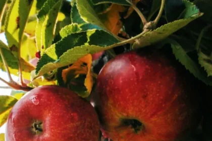 Ways-To-Use-Apple-For-Glowing-Skin