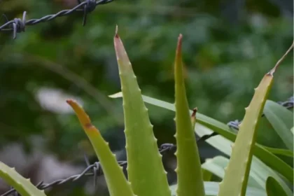 aloe-vera-1