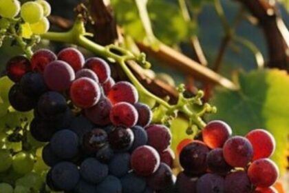 grapes_causes_acidity