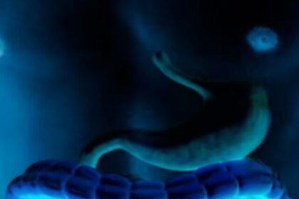 gut-health-new