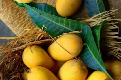 mango-health-benefits
