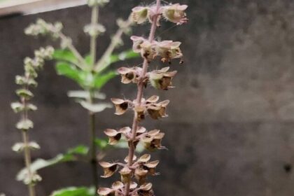 tulsi-plant-2
