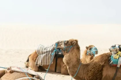Camel-disease-hayam-8