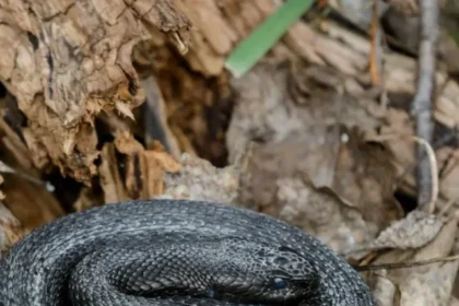 Can-a-snake-suck-back-its-poison