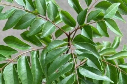Curry-Leaves-2