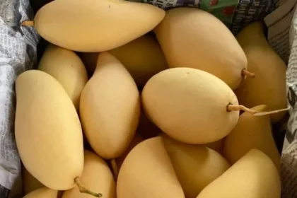 Indian-Mango-in-the-World-2
