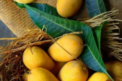 Mango-7