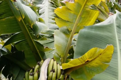 banana-leaf