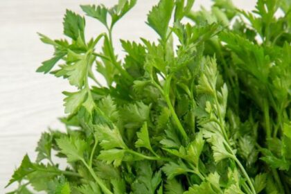 coriander