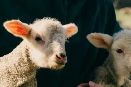 cows-and-sheep