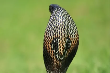 dangerous-king-cobra
