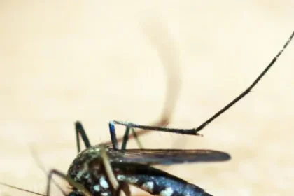 dengue-mosquito-6