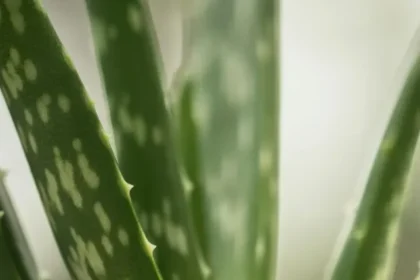 do-not-mix-these-thing-with-aloe-vera