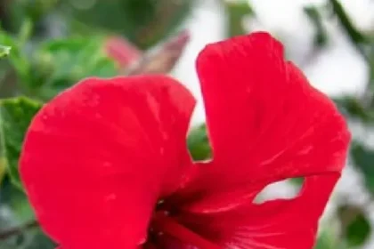 gudhal-ke-phool