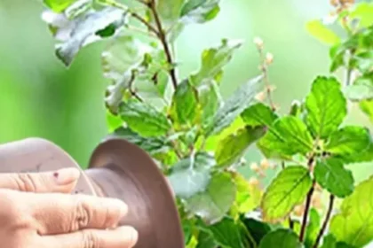 lucky-plants-for-money