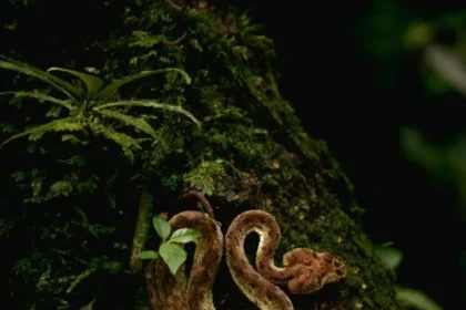poisonous-snake-4