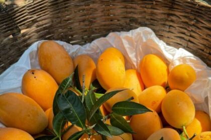 why-soak-mangoes
