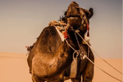 Camel-Milk-drinked-in-Saudi-Arabia