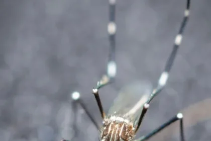 Mosquitoes