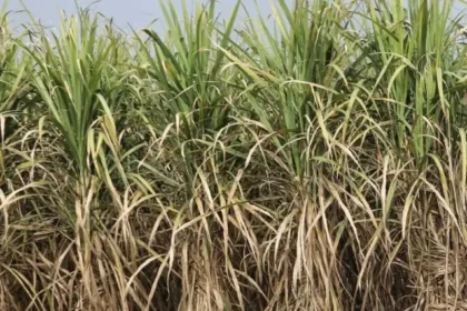 Sugarcane-juice-1