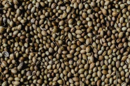 coriander-seeds-
