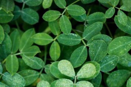 moringa-leaves