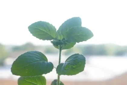 tulsi-upay-2