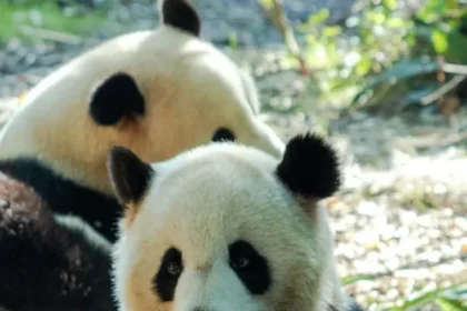 Panda-numbers-in-the-World-10