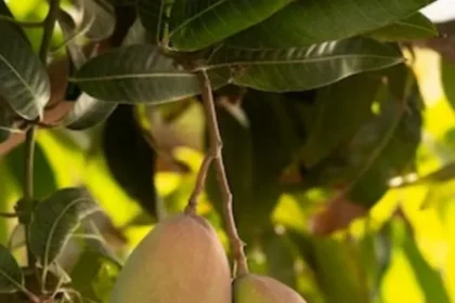 mango