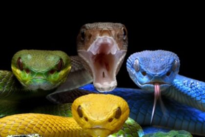 Indonesian,Pit,Viper,Group,,Indonesin,Pit,Vipet,Snakes,,Group,Of
