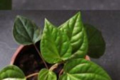 betel-leaf-plant-169x300