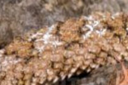 iranian-spider-snake-5-300x200