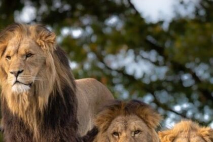 viral-news-lions-1024x682
