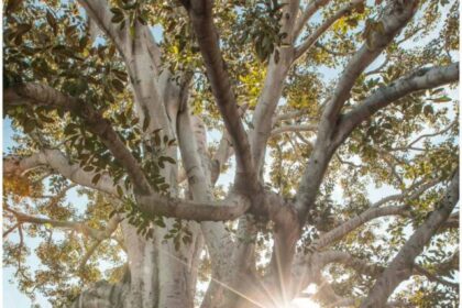 c9535bf743eb6b214449222f439e81241727164958323887_1