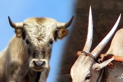 cropped-ox-and-bull-difference
