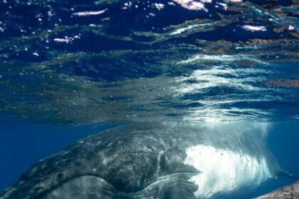 whale-1-864x1536